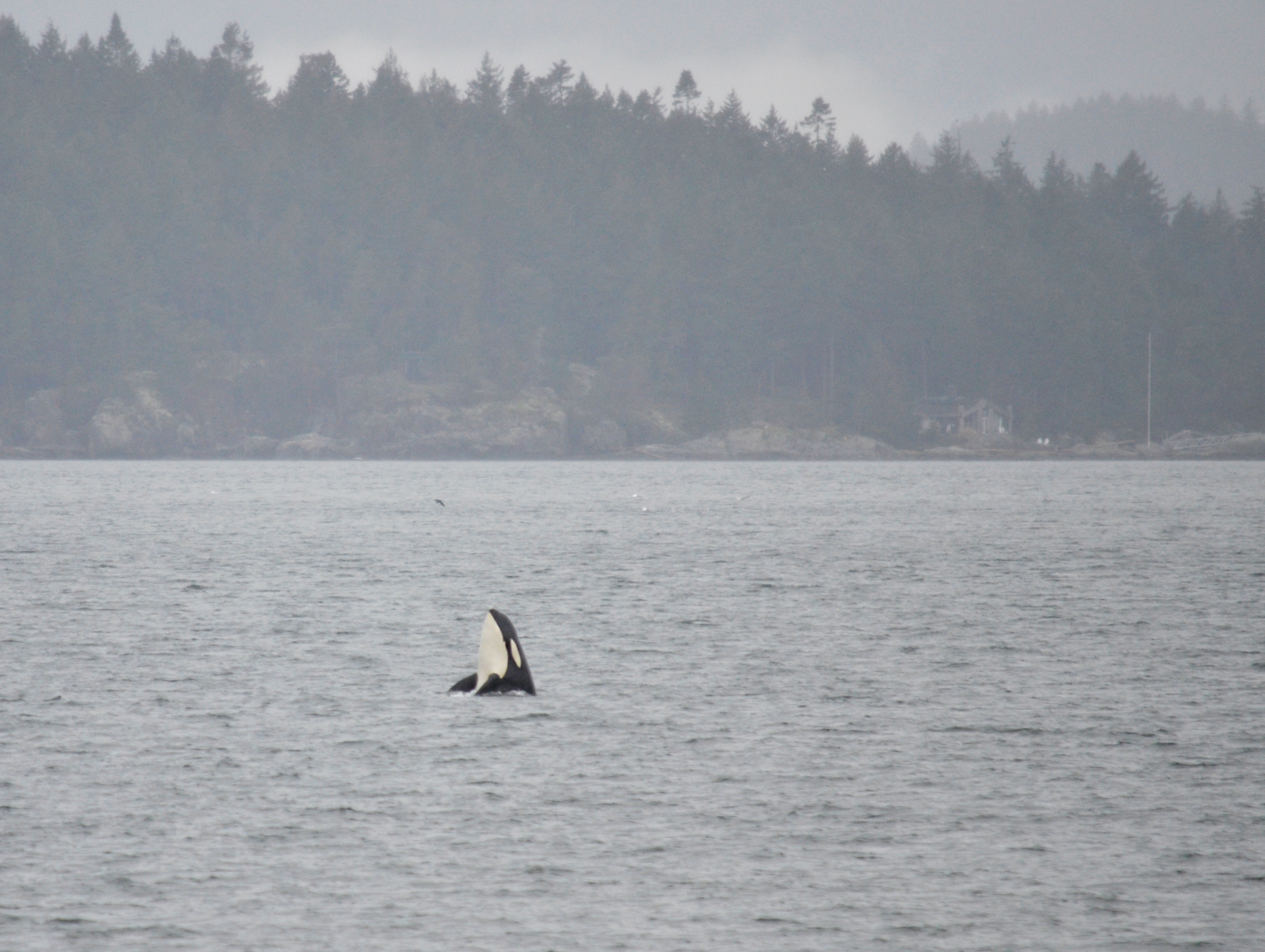 Northern Resident Orca Photo - Art By Di 2022